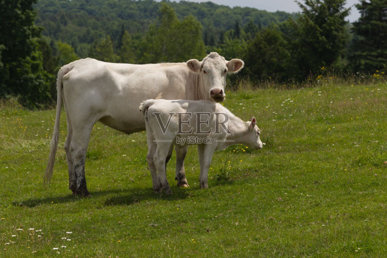 牛和它的小牛照片摄影图片