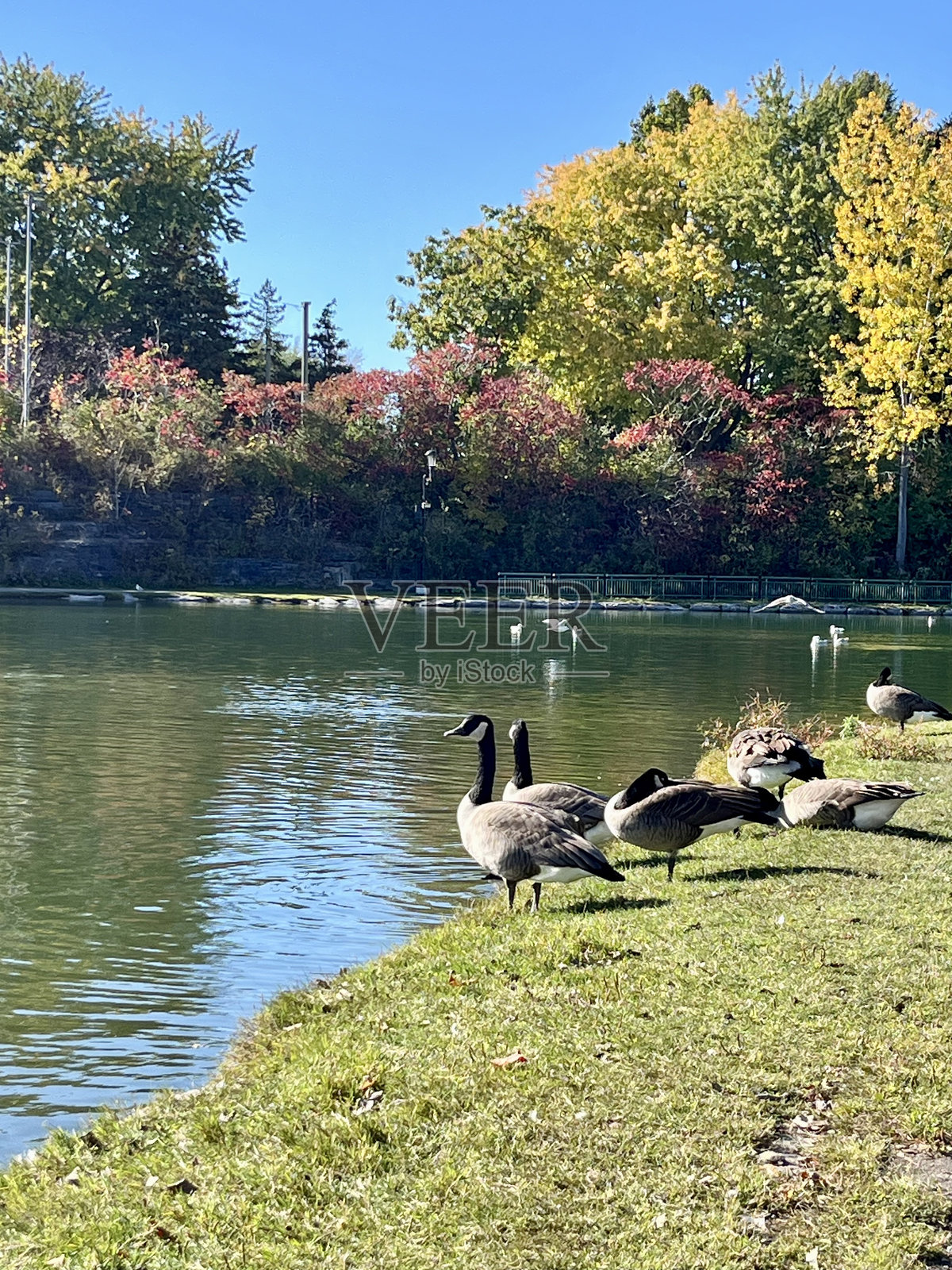 池塘里的鹅照片摄影图片