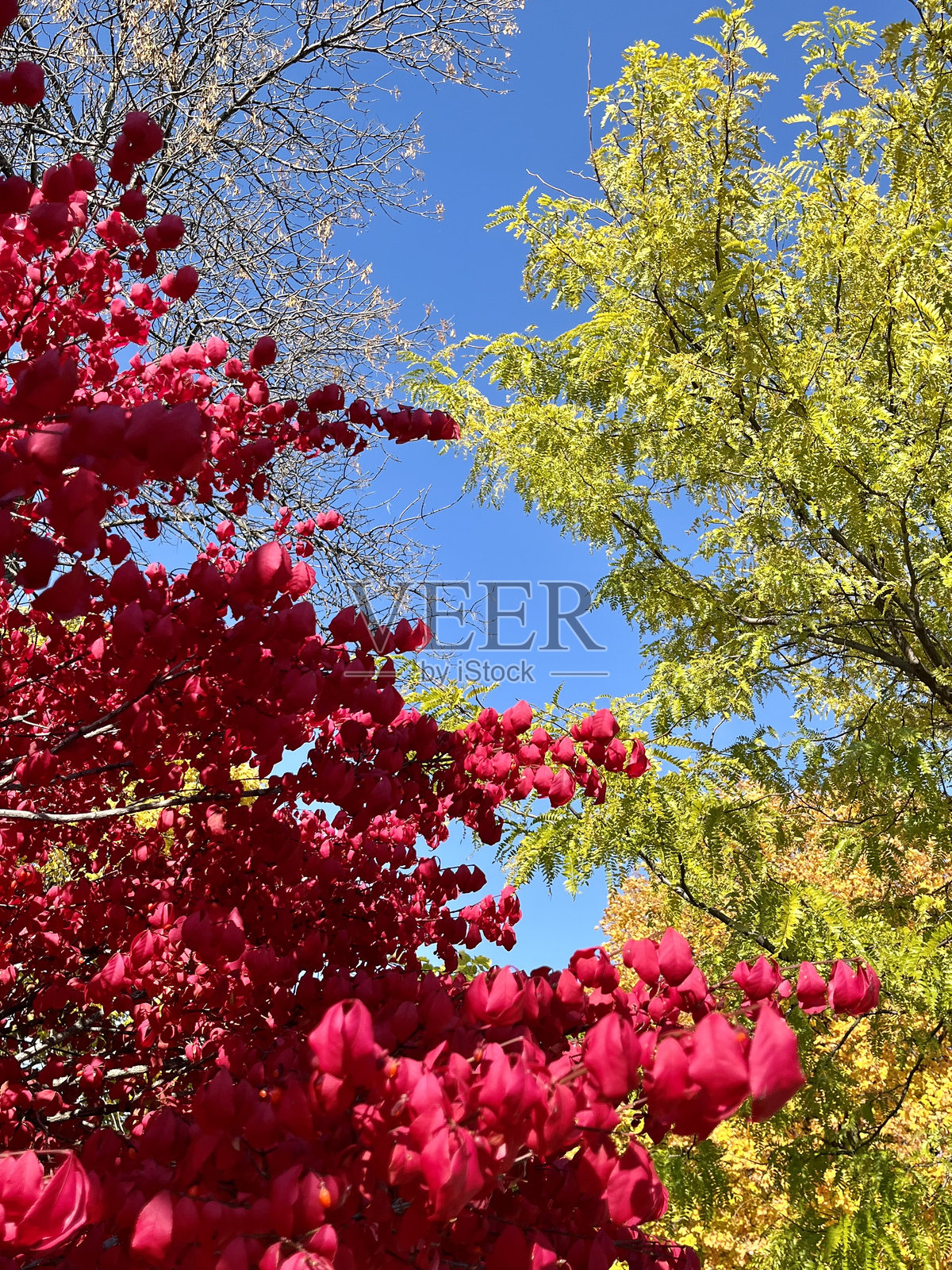 秋天盛开如花照片摄影图片