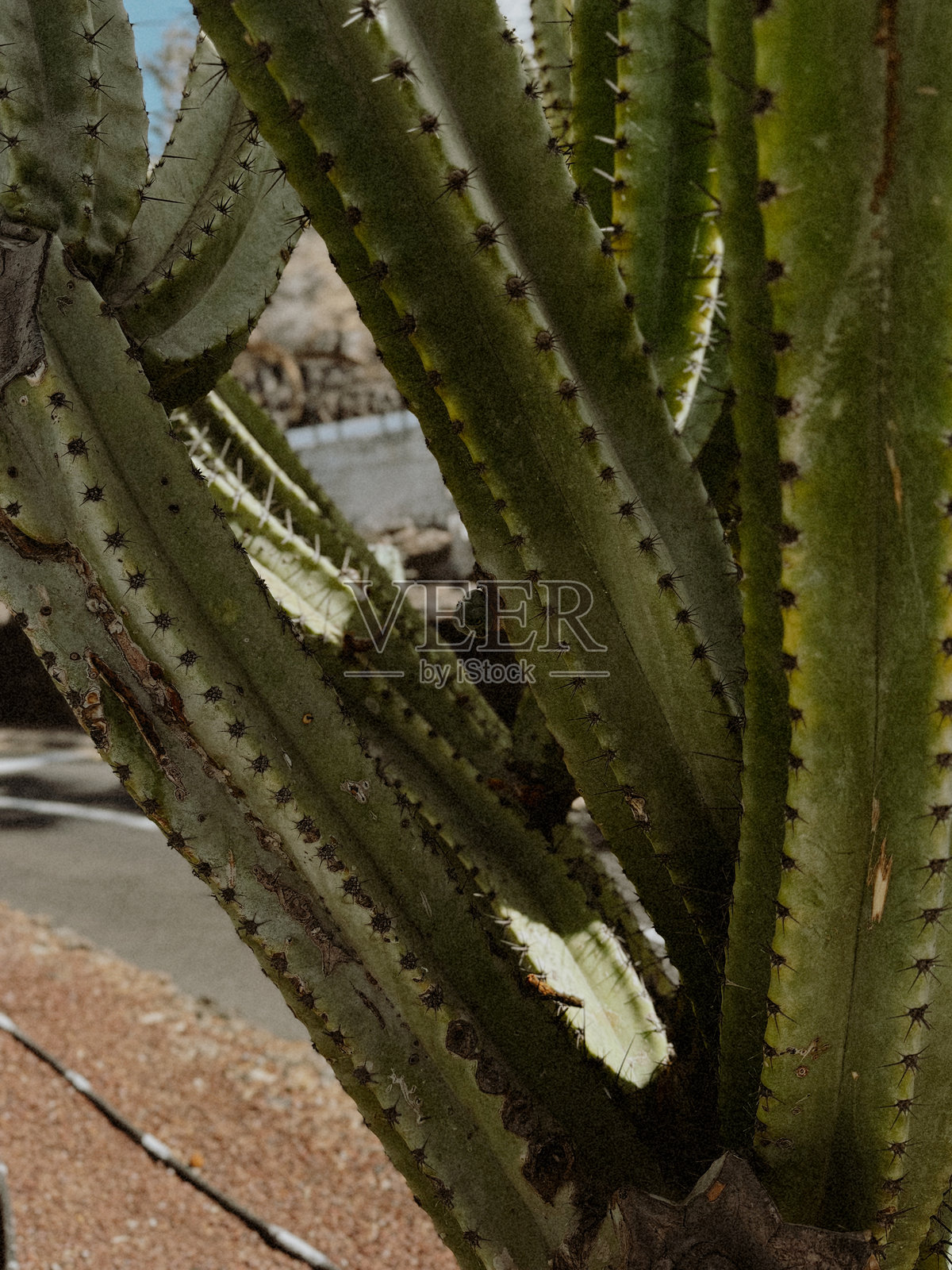 绿色仙人掌特写，带刺照片摄影图片