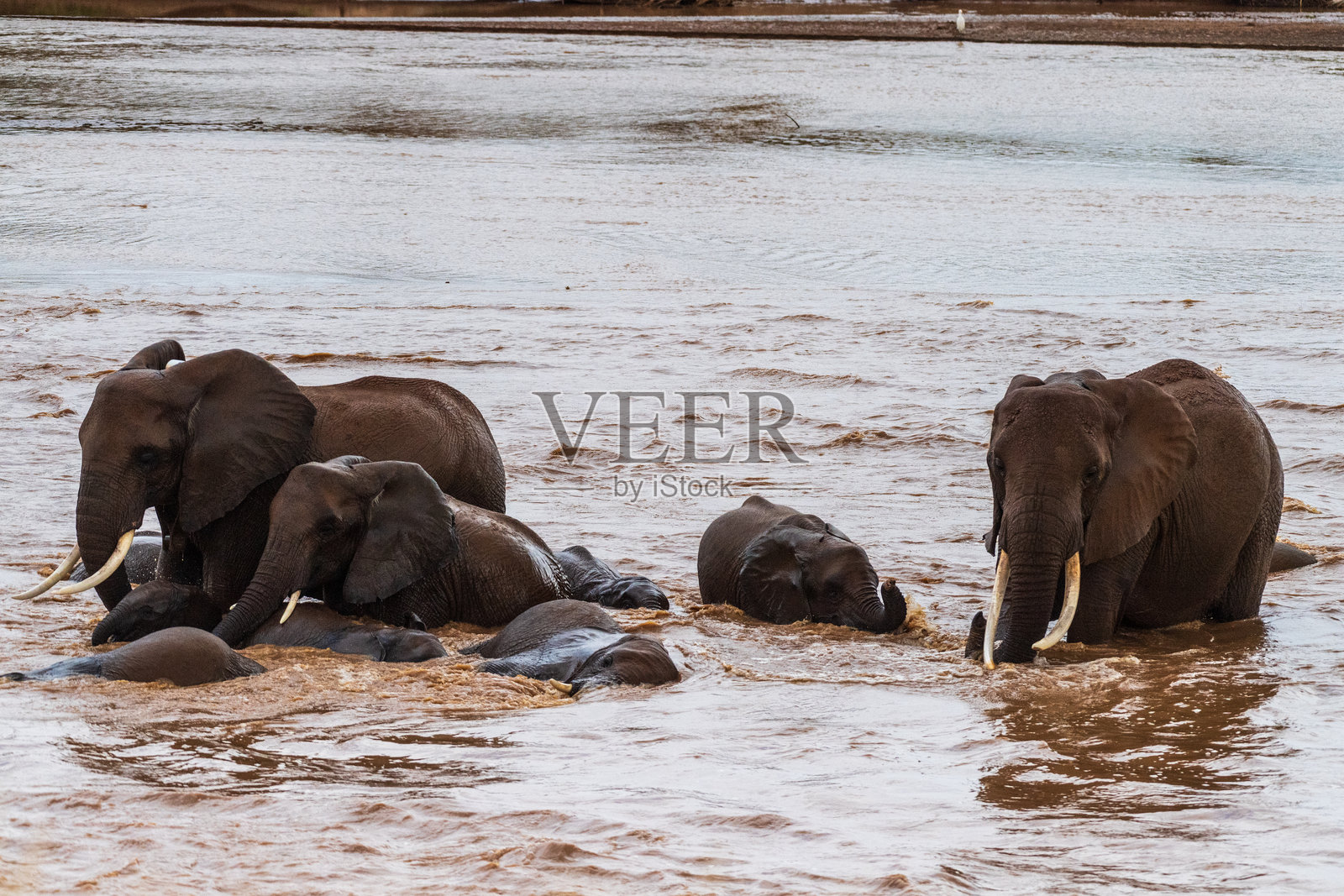 桑布鲁国家保护区的非洲象照片摄影图片
