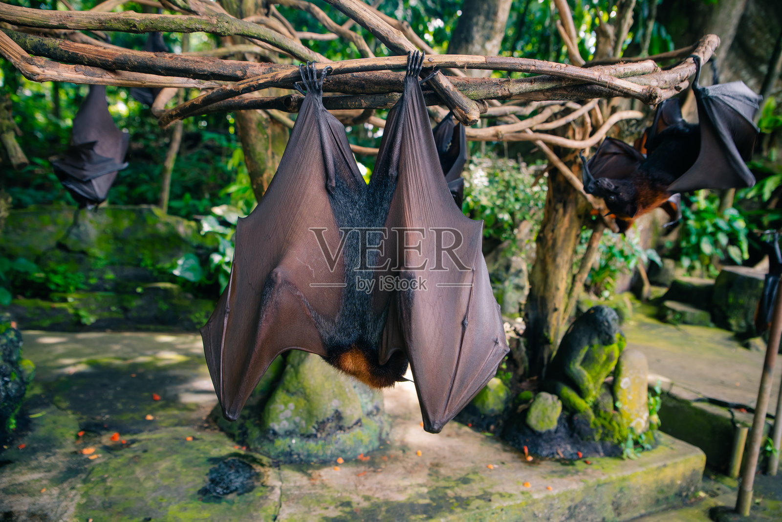 印度尼西亚巴厘岛的水果蝙蝠。雄性蝙蝠照片摄影图片