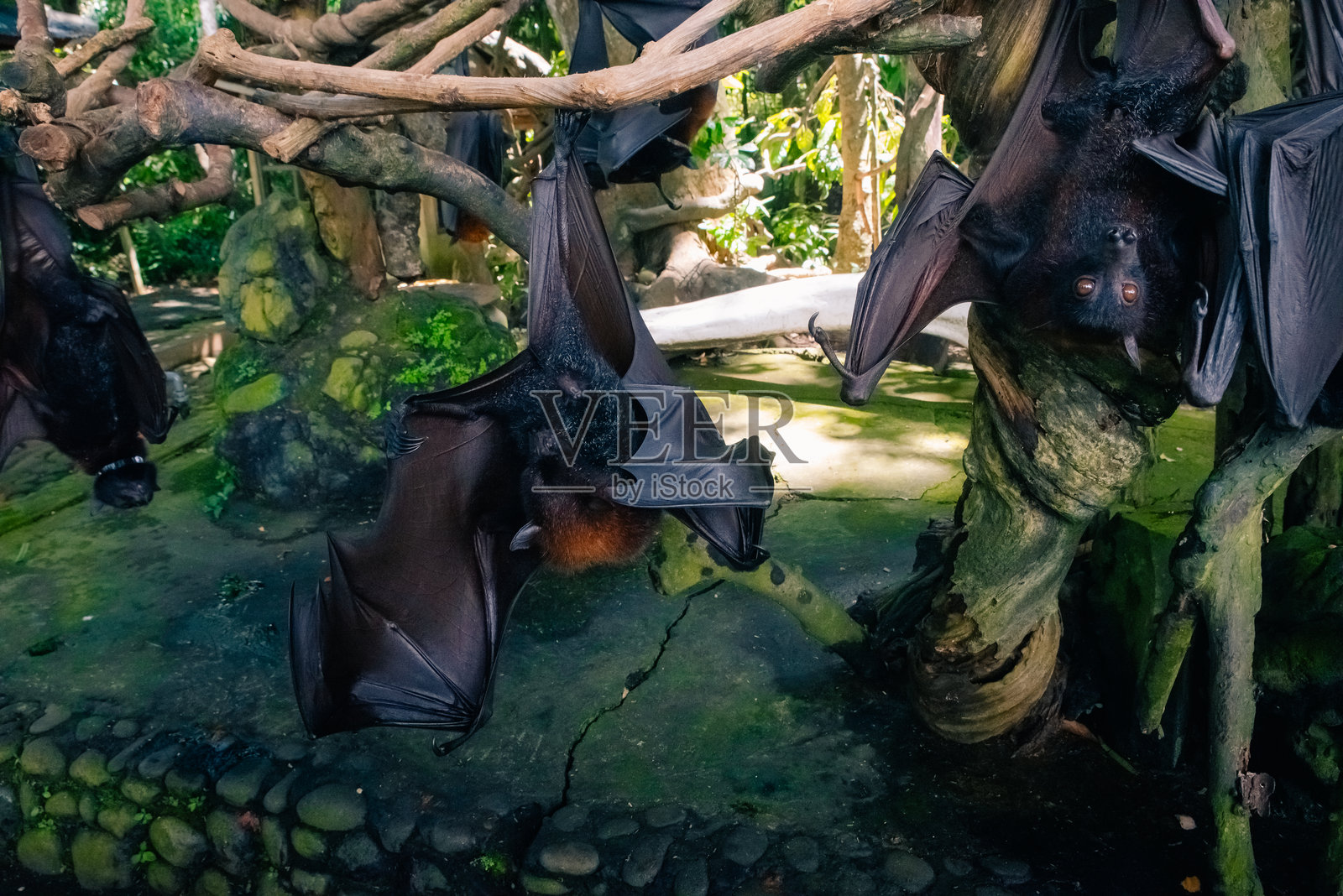 印度尼西亚巴厘岛的水果蝙蝠。雄性蝙蝠照片摄影图片