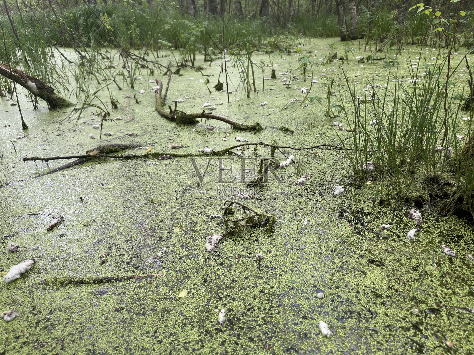 自然中的沼泽照片摄影图片