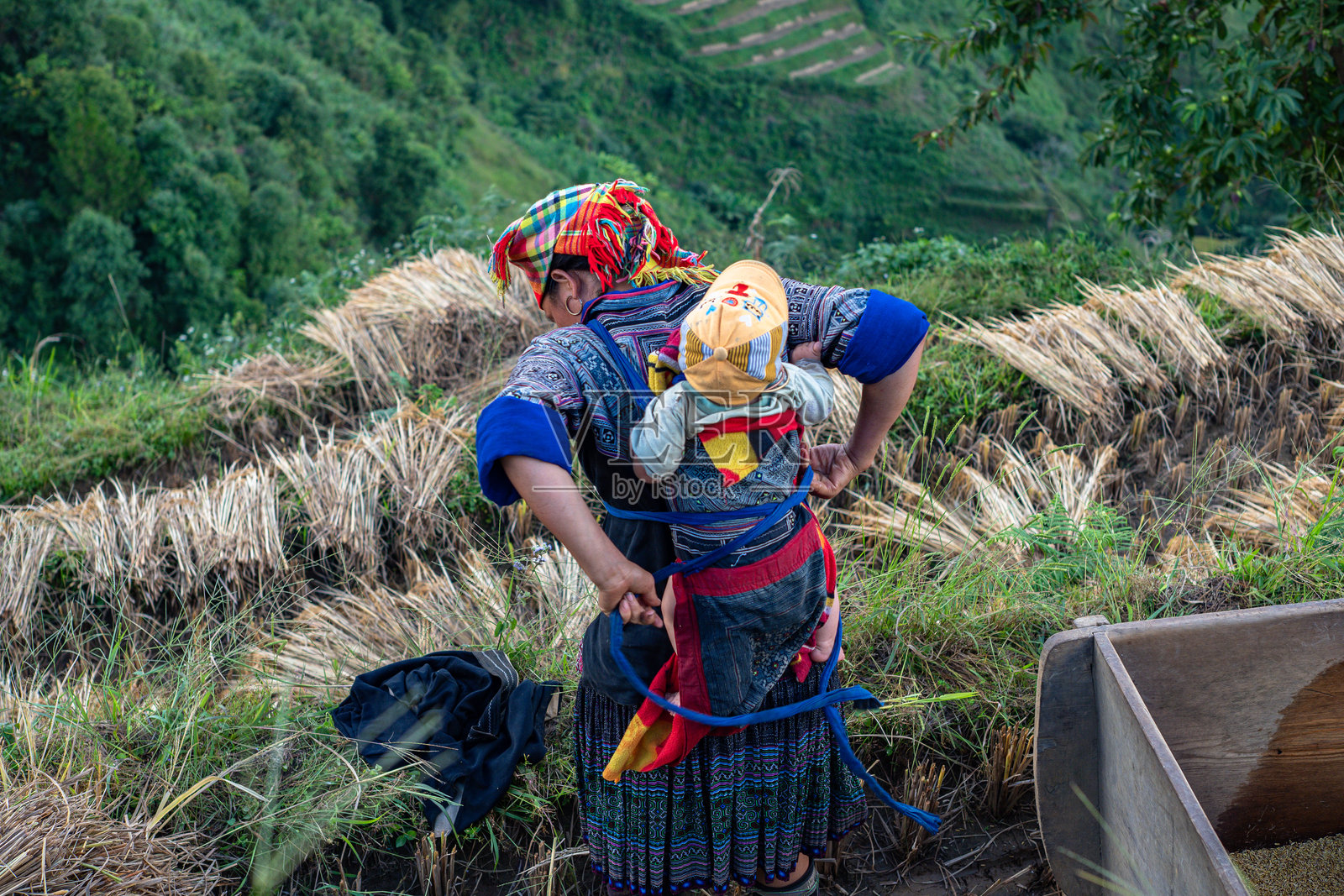 在越南燕巴省的穆江寨收割稻谷。照片摄影图片