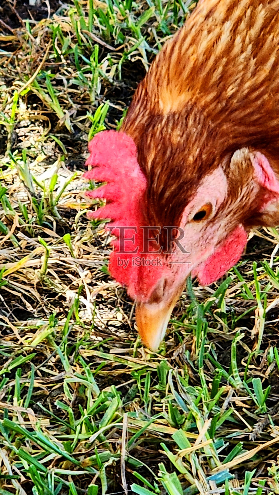 农场的十一月照片摄影图片