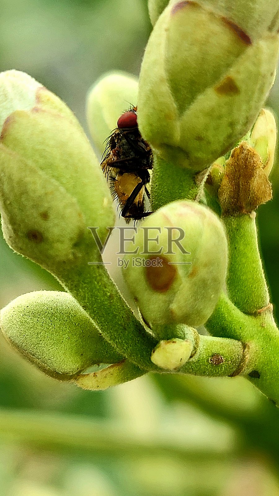 昆虫照片摄影图片