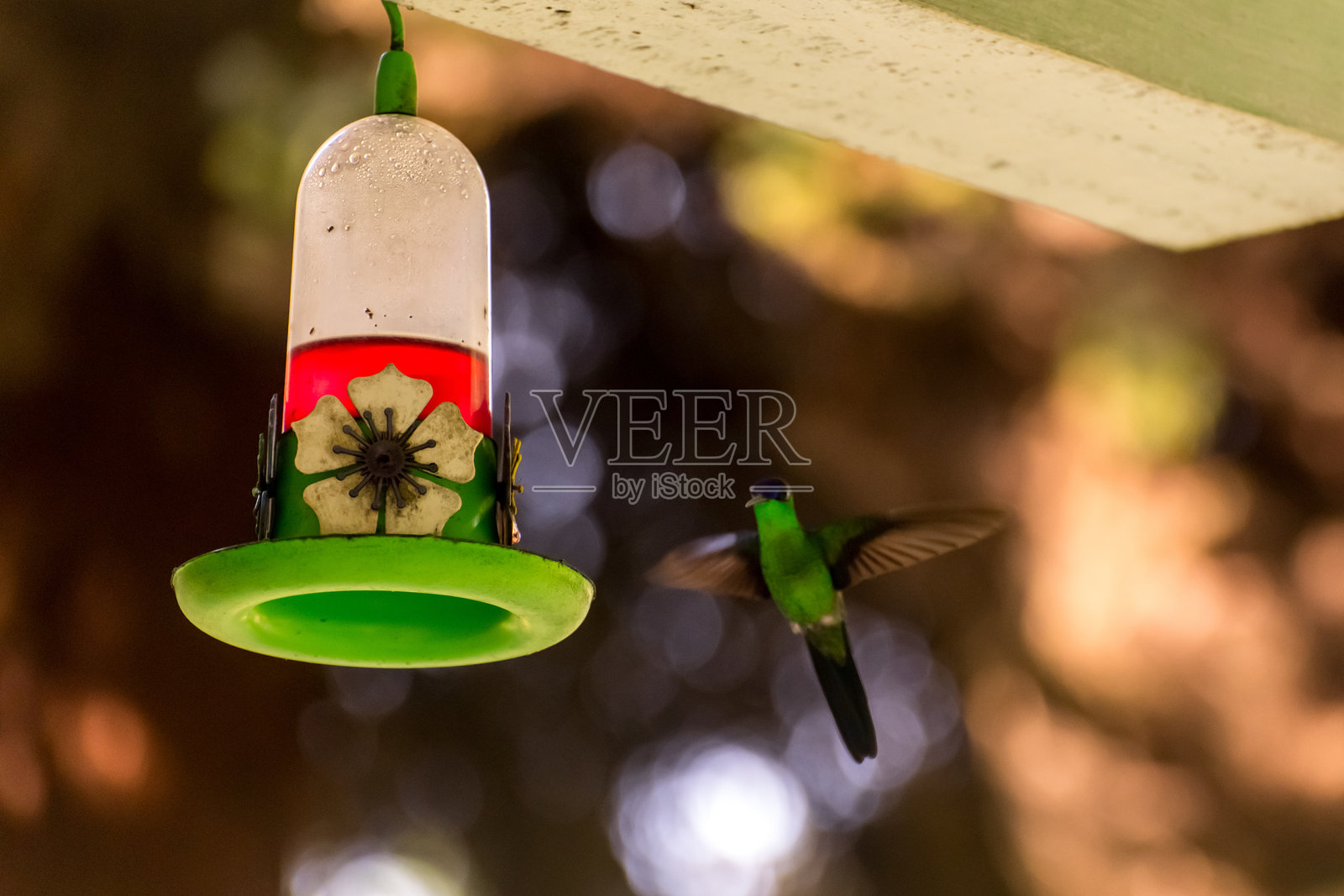 美丽的蜂鸟在模糊的背景中飞翔照片摄影图片