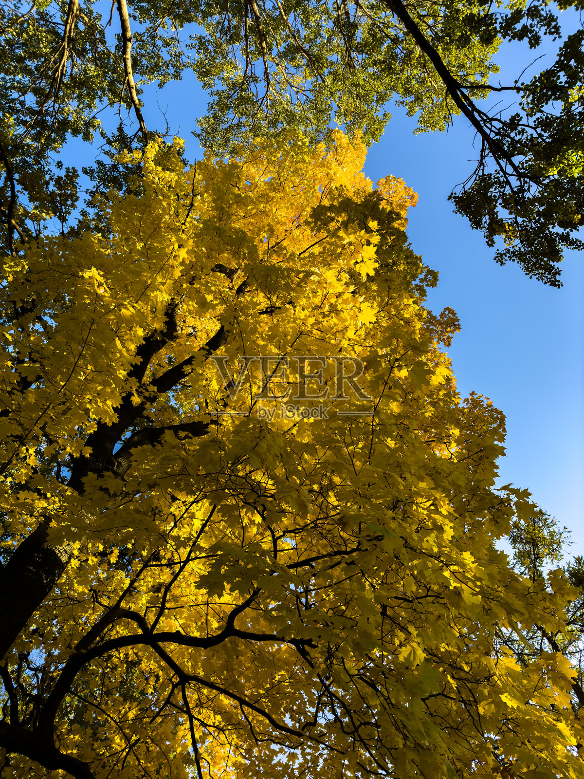 秋天的树冠，鲜艳的黄色和橙色叶子映衬着蓝天照片摄影图片