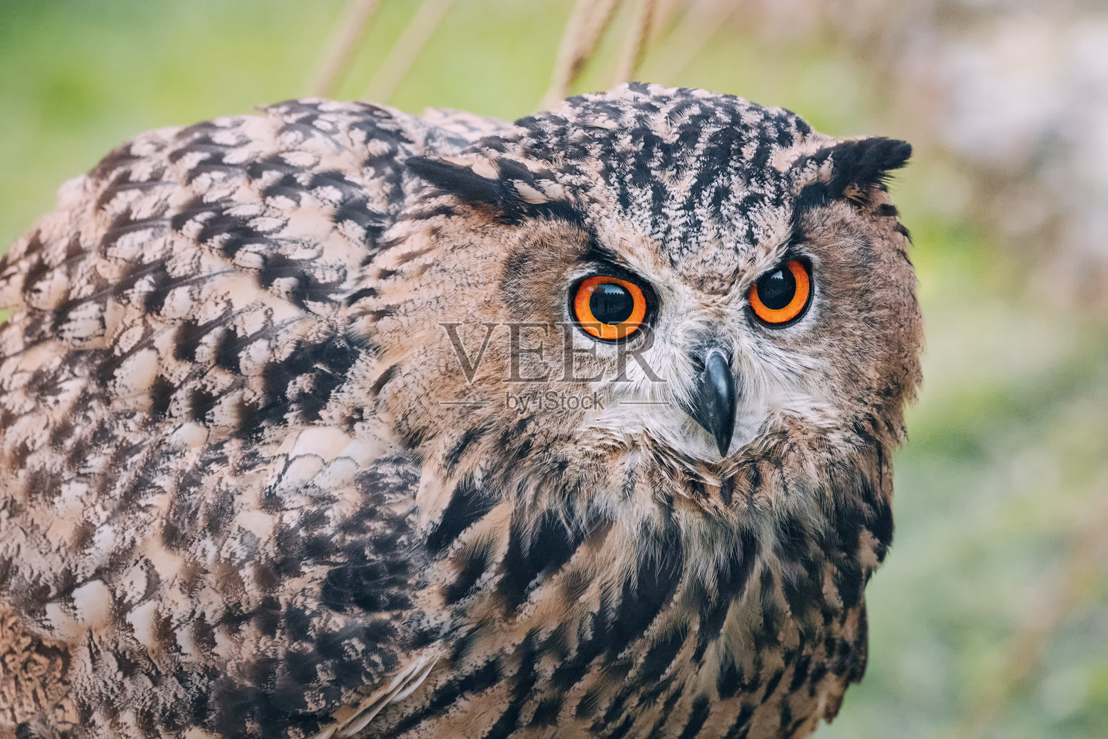 雄伟的猫头鹰特写肖像，展现其引人注目的黄色眼睛和复杂的棕色羽毛，背景为模糊的自然景观。照片摄影图片