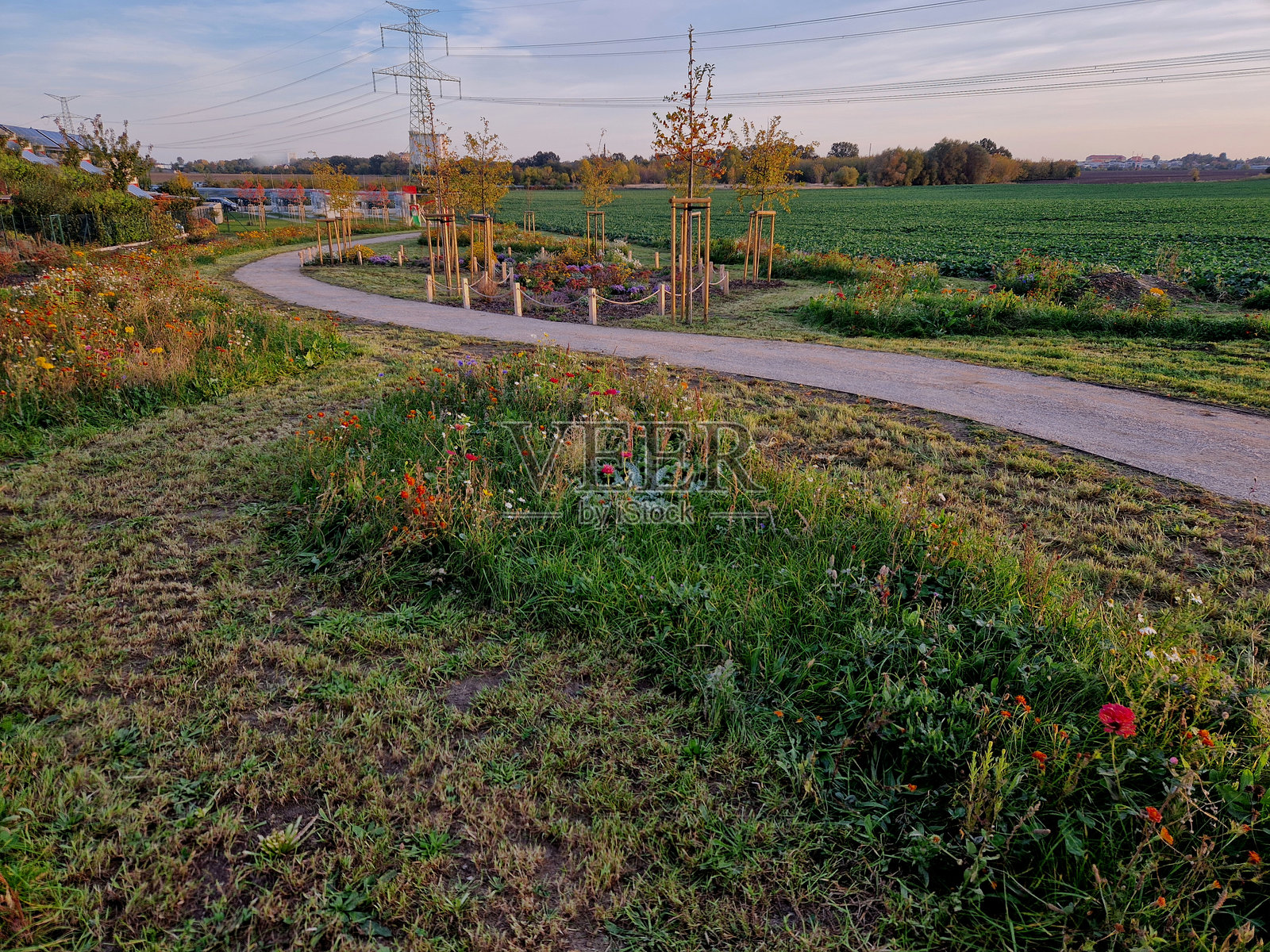 花卉草甸混合吸引蝴蝶的公园景观。园丁修剪马赛克小岛，以促进昆虫的生物多样性。步道照片摄影图片