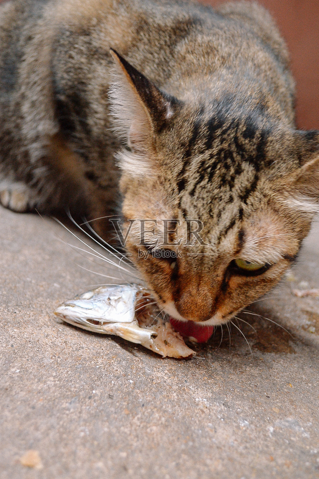 悲伤的流浪猫照片摄影图片