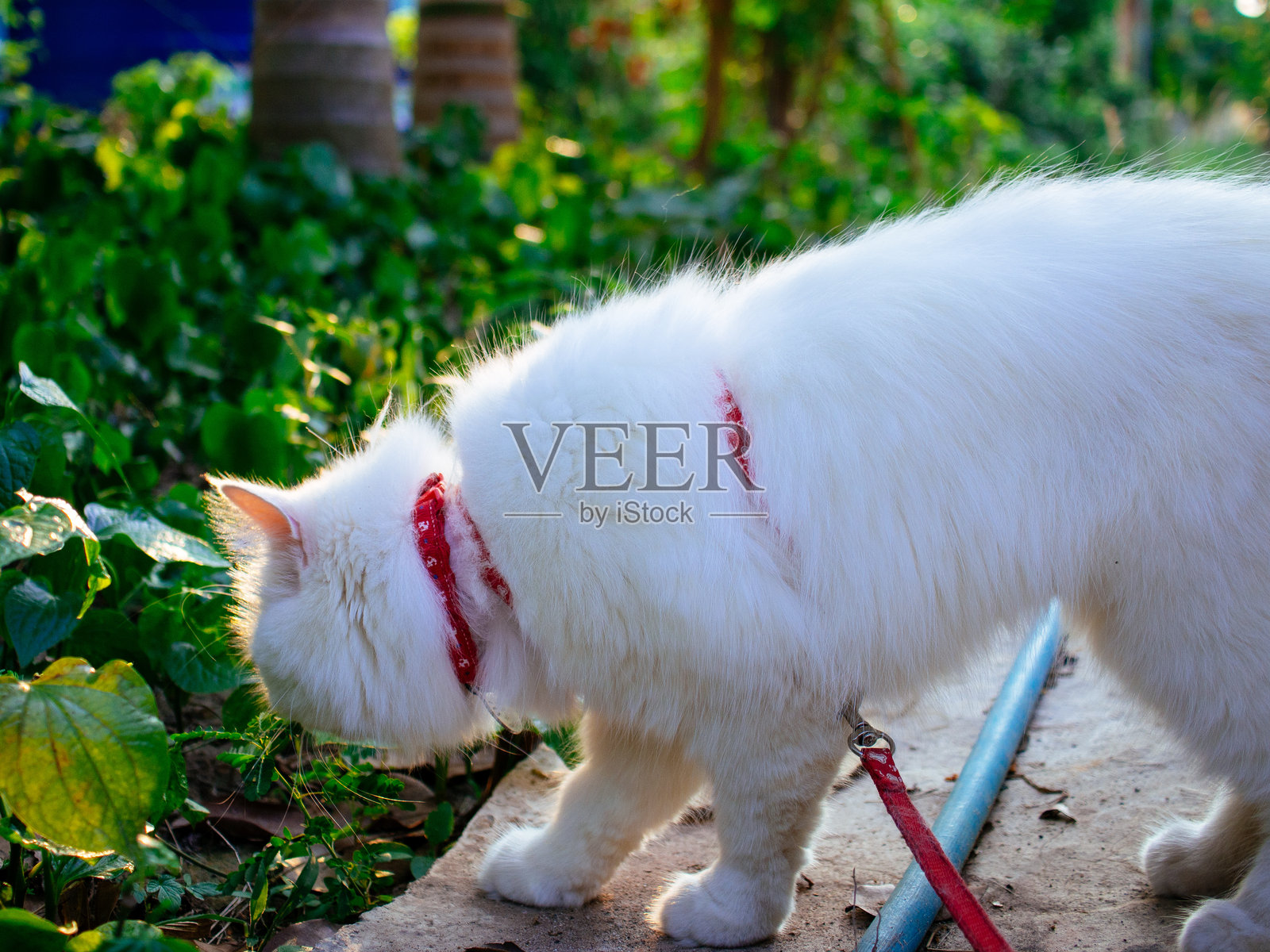 可爱的白猫照片摄影图片