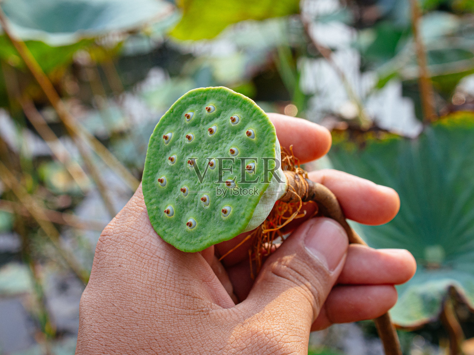 莲花特写照片摄影图片