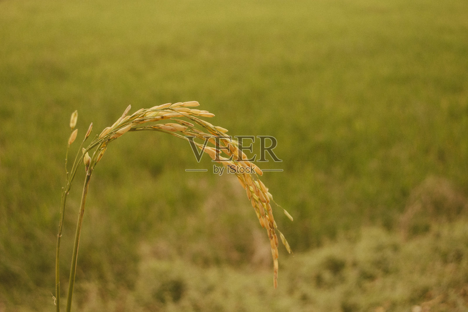 美丽的稻田照片摄影图片
