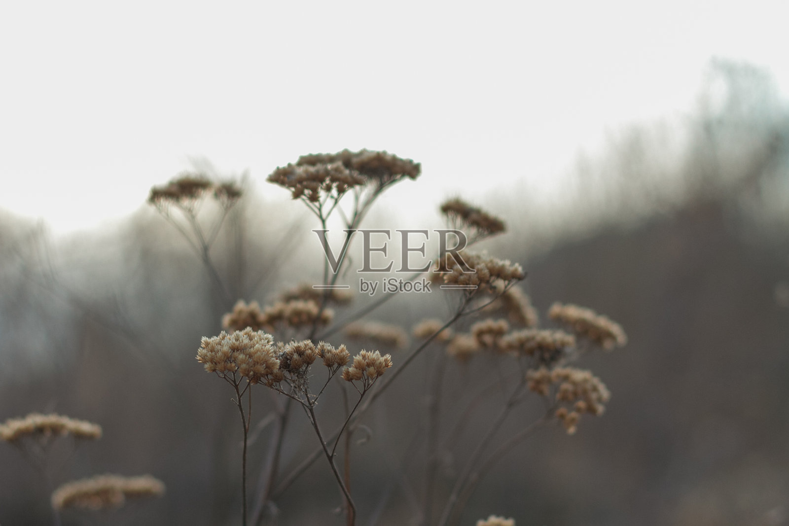 秋天的氛围照片摄影图片