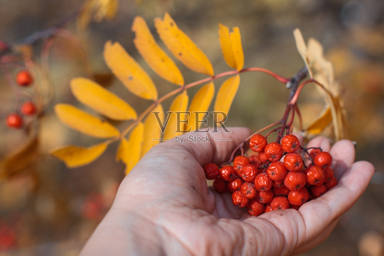 秋天的氛围照片摄影图片