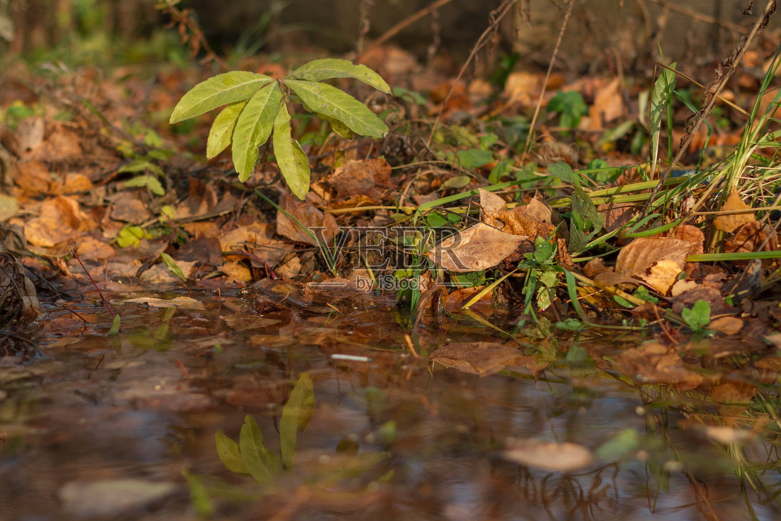 秋天的氛围照片摄影图片