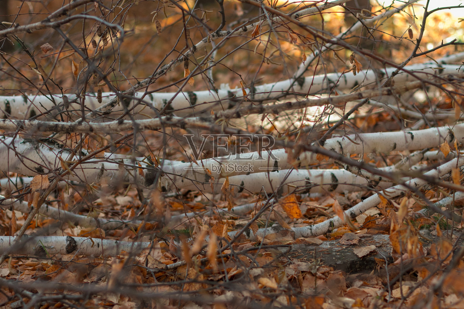 秋天的氛围照片摄影图片