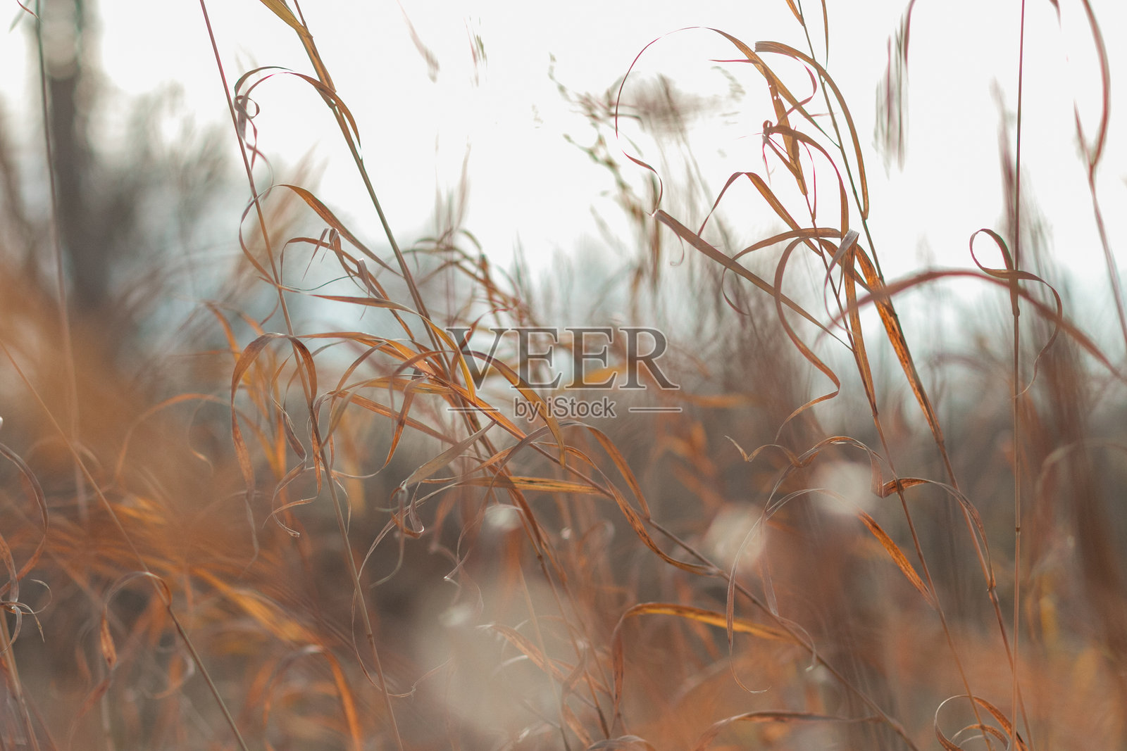 秋天的氛围照片摄影图片