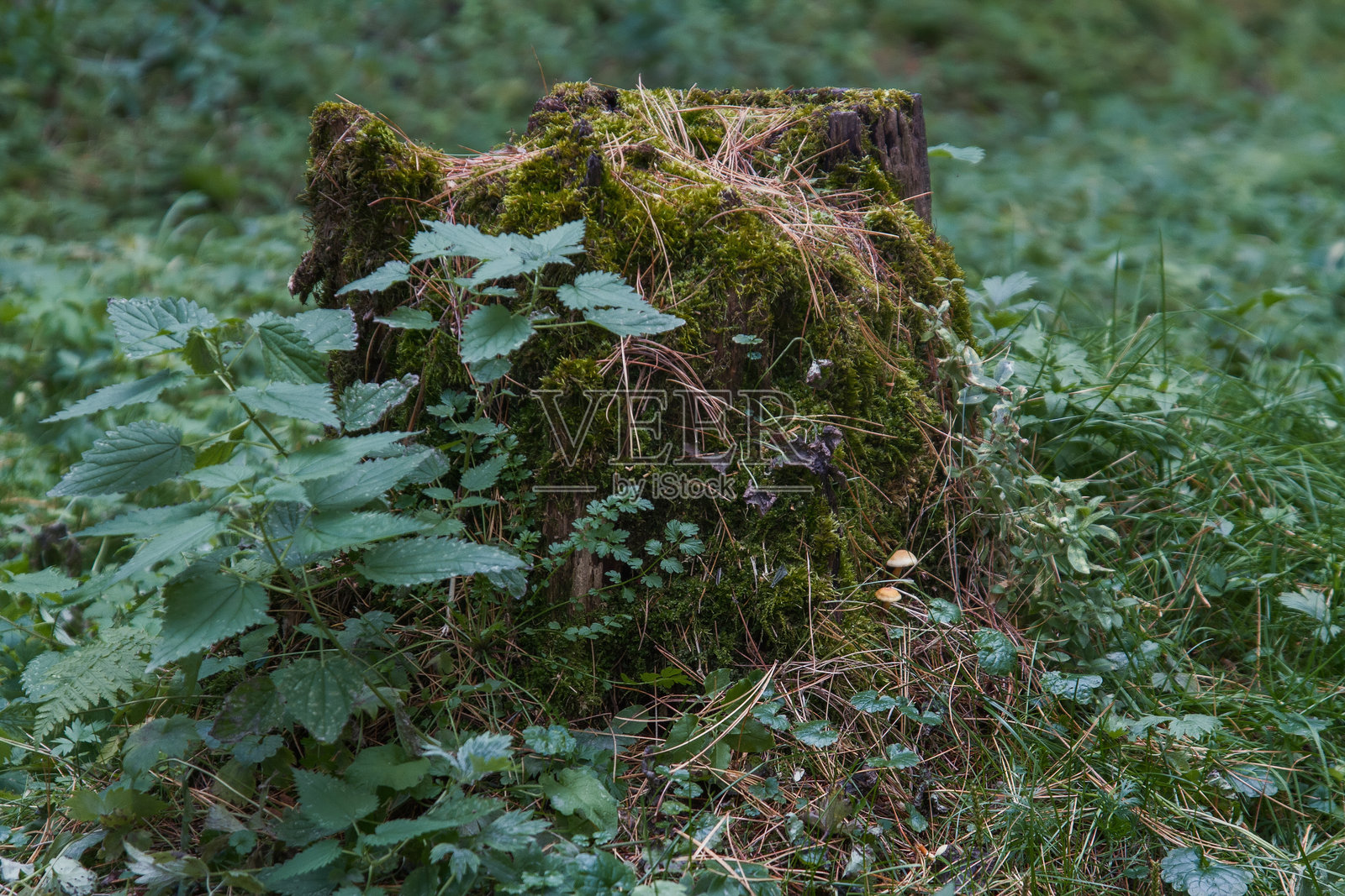 秋天的氛围照片摄影图片