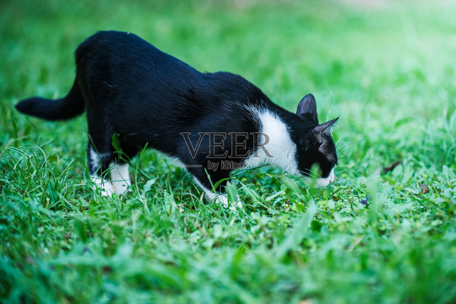 好奇的黑白猫在花园的绿草中探险。照片摄影图片