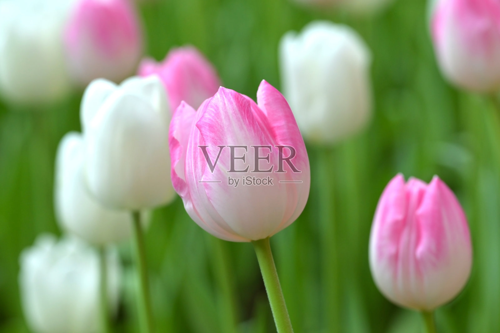 鲜艳郁金香的特写，展示了白色和粉色花瓣的混合。郁金香盛开，营造出郁郁葱葱、色彩斑斓的场景。照片摄影图片