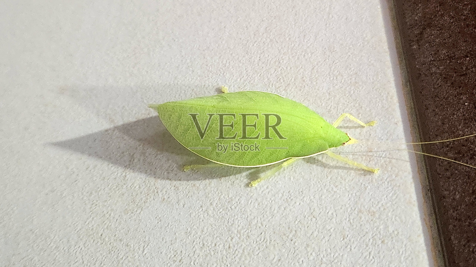 Cratioma borneense的照片照片摄影图片