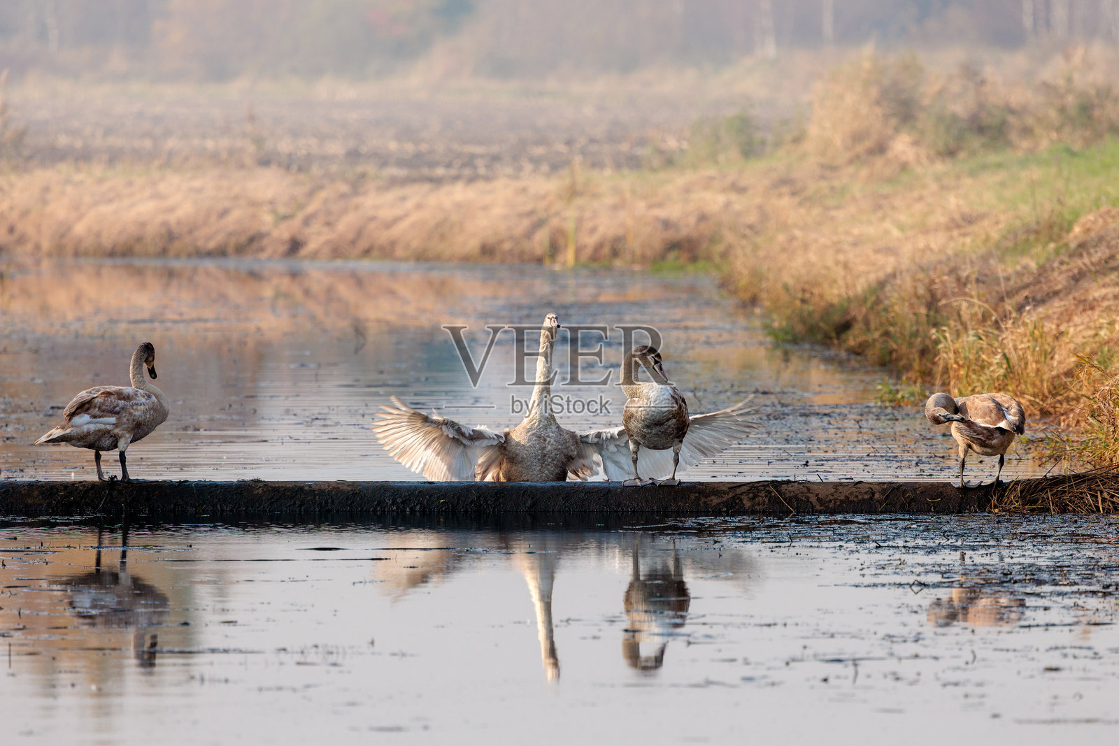 水面上的小天鹅照片摄影图片