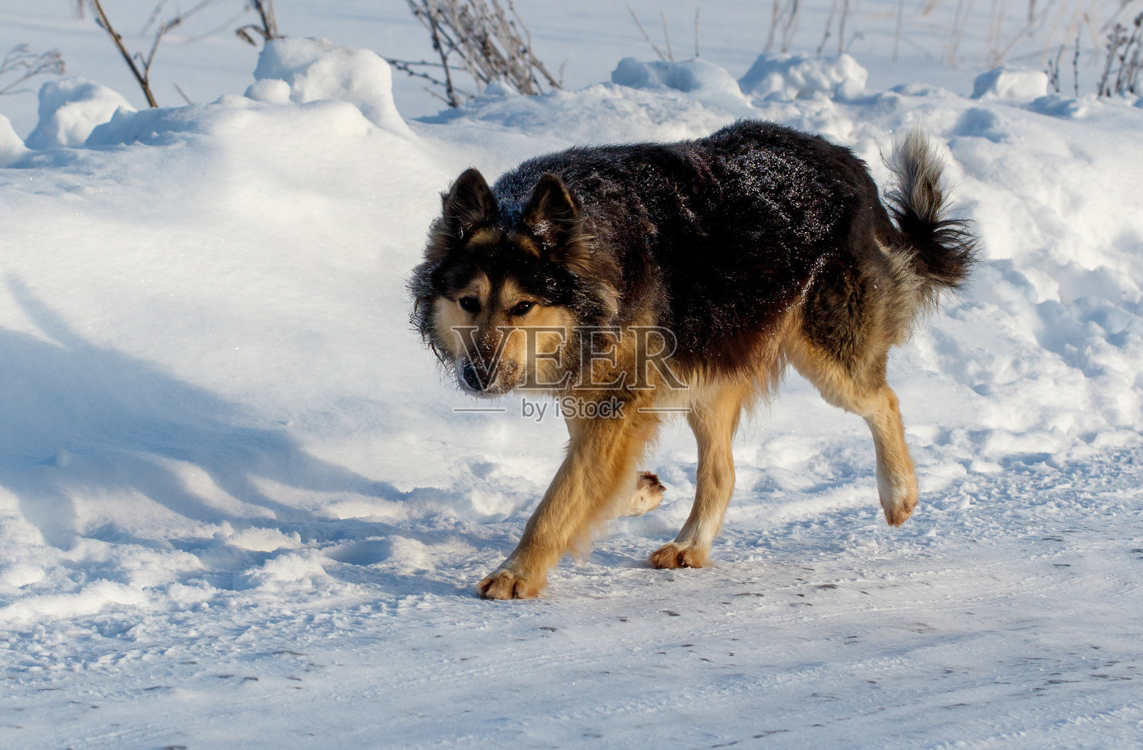 一只狗在雪-covered的道路上散步照片摄影图片
