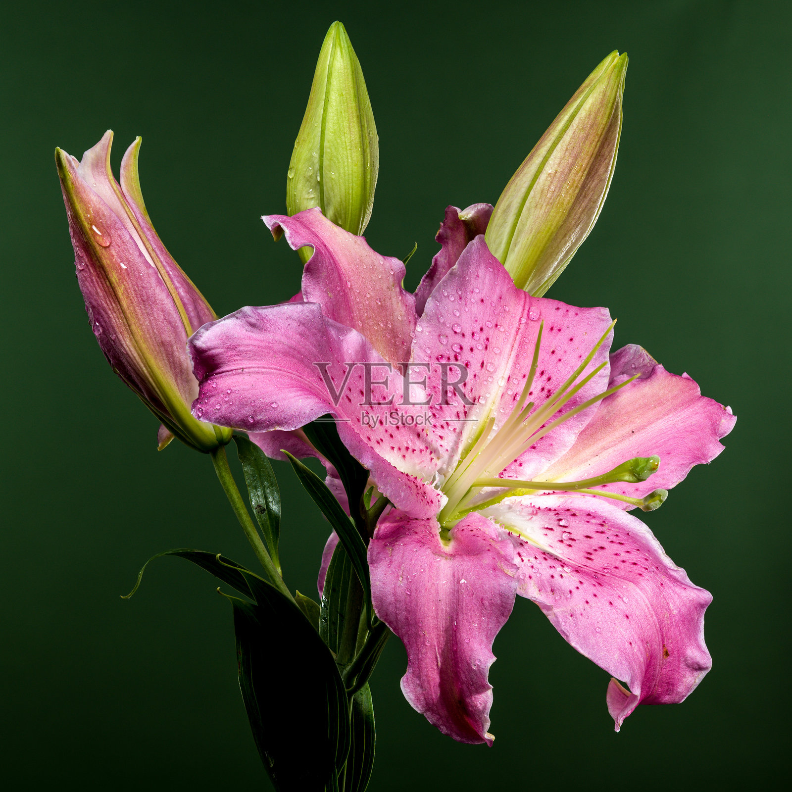 绿色背景上的粉色东方百合约瑟芬照片摄影图片