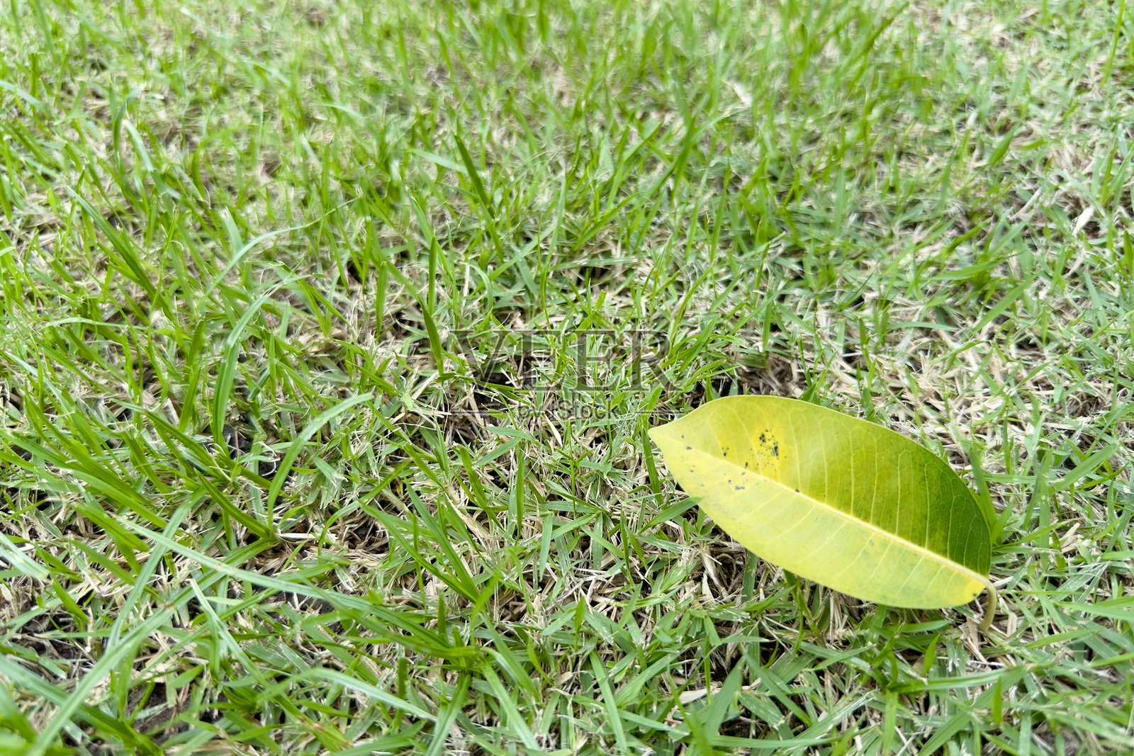 一片黄绿色的叶子落在草地上。草看起来新鲜而充满生机，而叶子的绿色逐渐转变为黄色，显示出生命的过渡。照片摄影图片