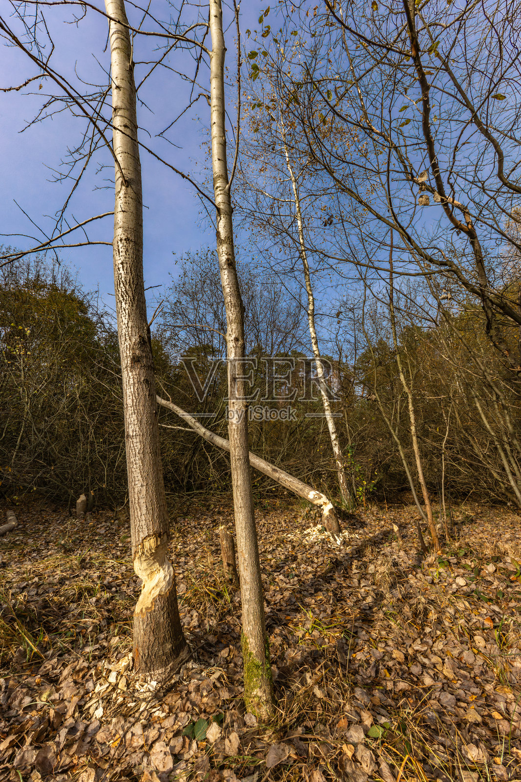 被海狸啃食的树木，正在筑坝照片摄影图片