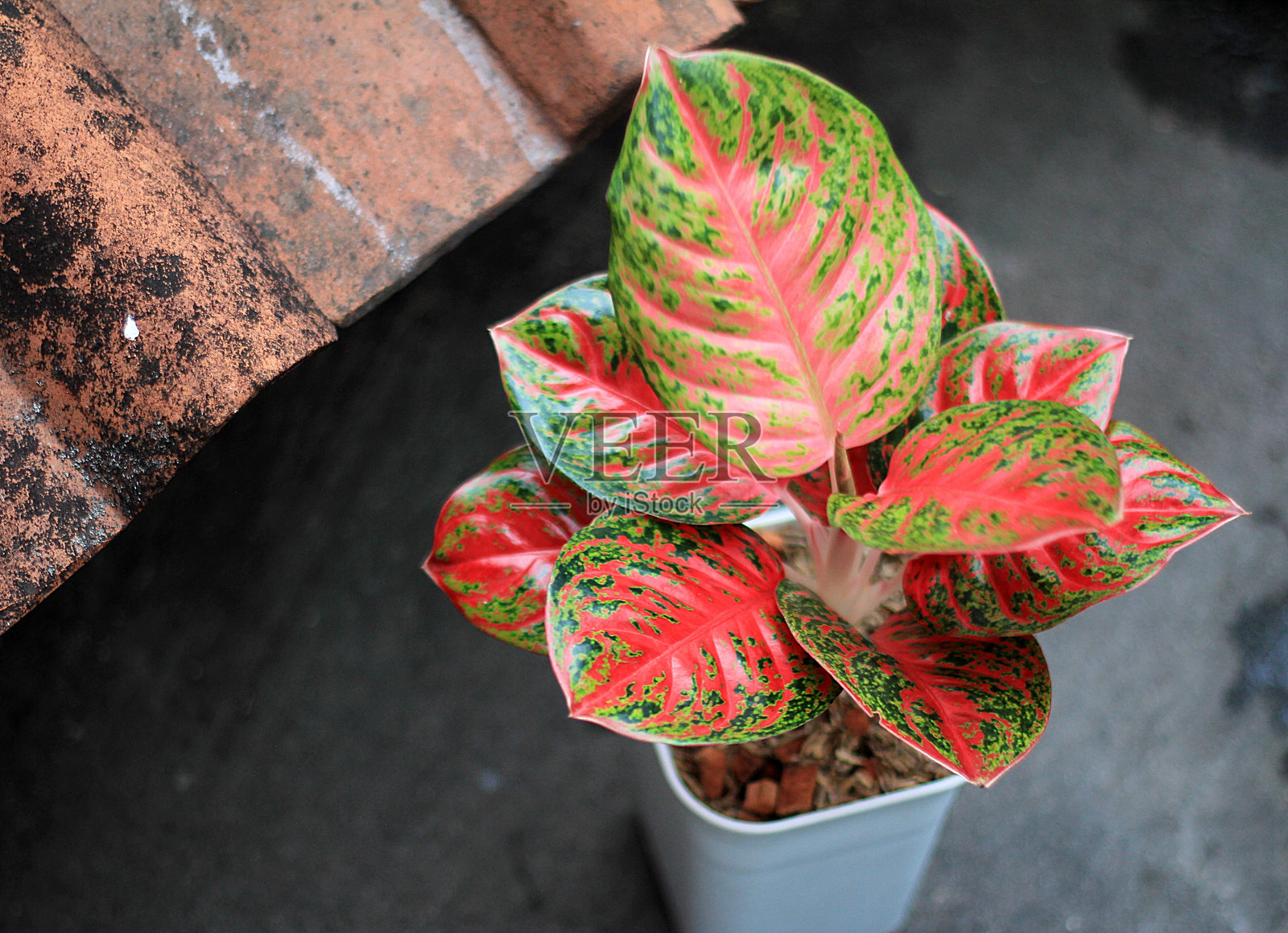 印尼红叶龙血树，龙血树品种Wulandaru照片摄影图片