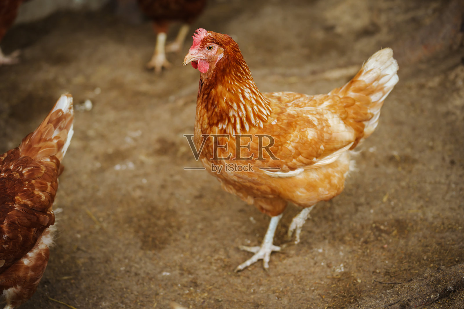 棕色鸡或母鸡在乡村农场下蛋照片摄影图片