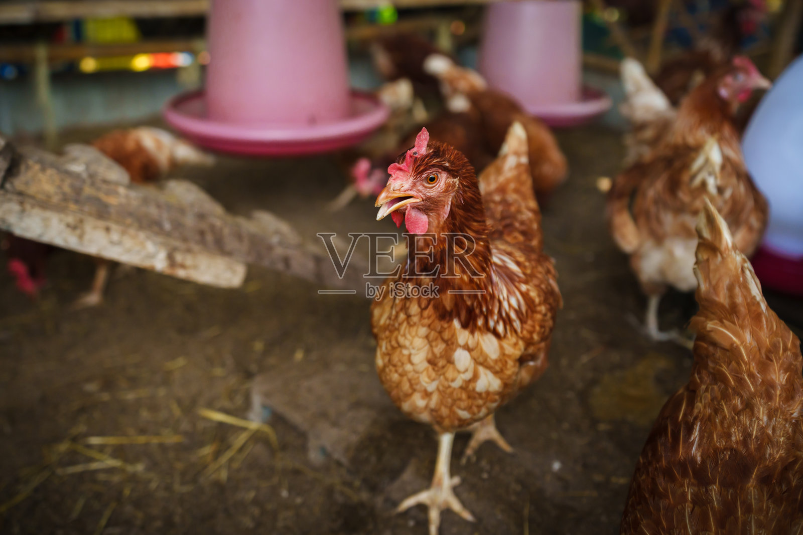 棕色鸡或母鸡在乡村农场下蛋照片摄影图片
