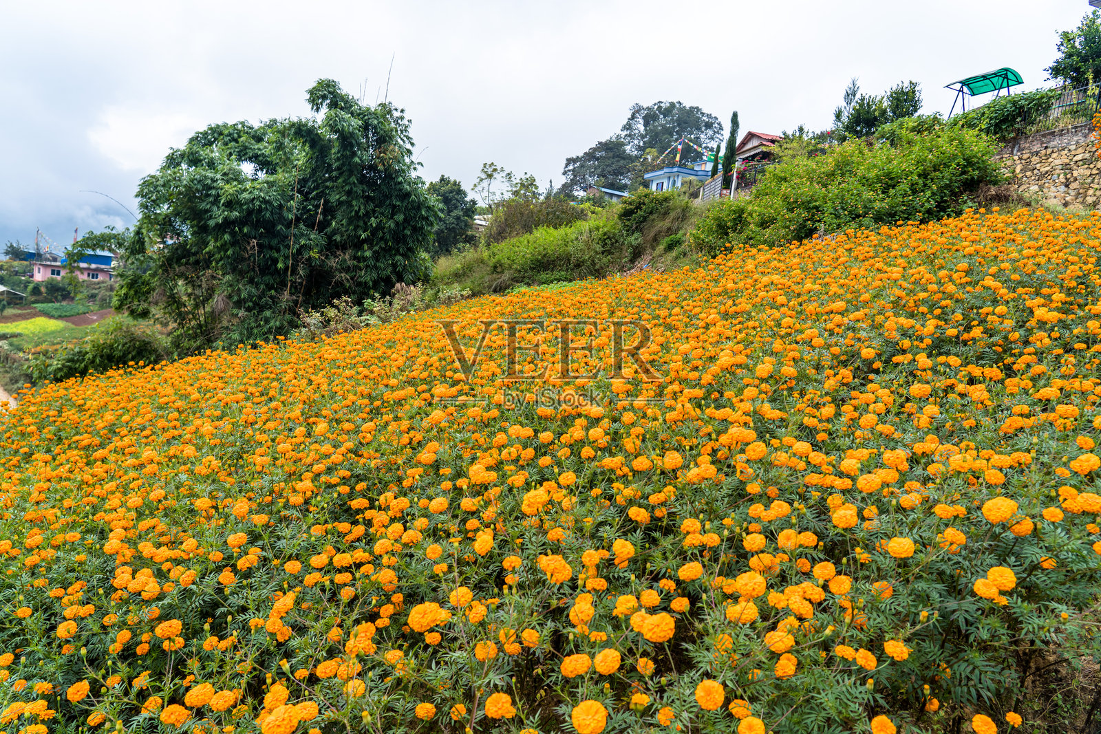 盛开的万寿菊花照片摄影图片