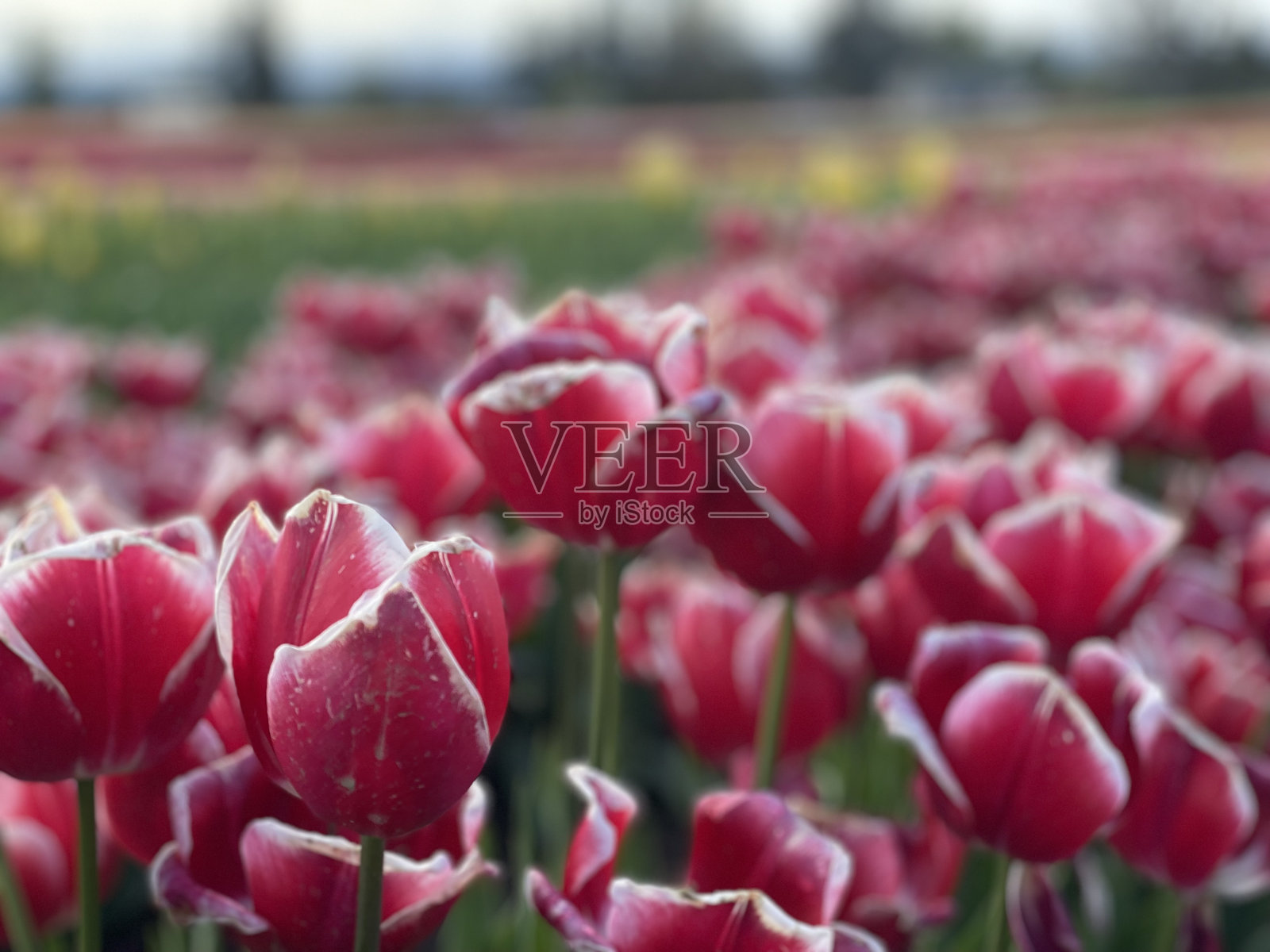 红色郁金香的特写镜头照片摄影图片