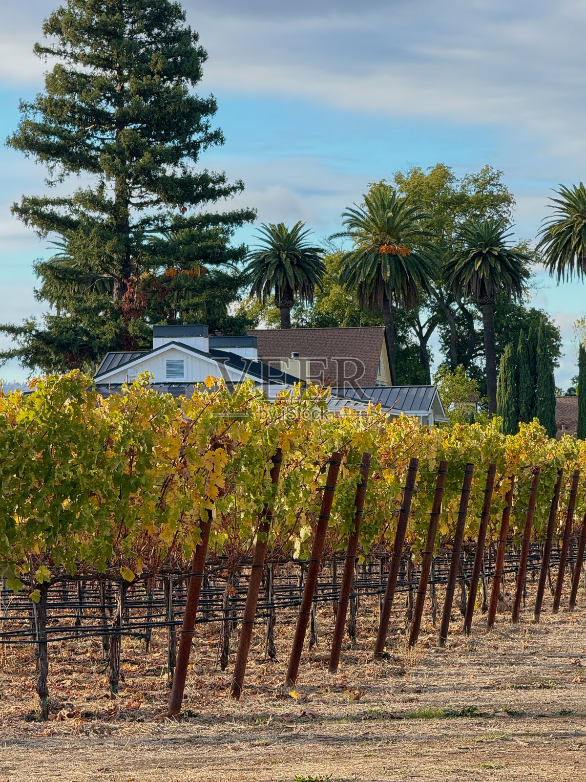 阳光明媚的秋日下午，纳帕葡萄园照片摄影图片