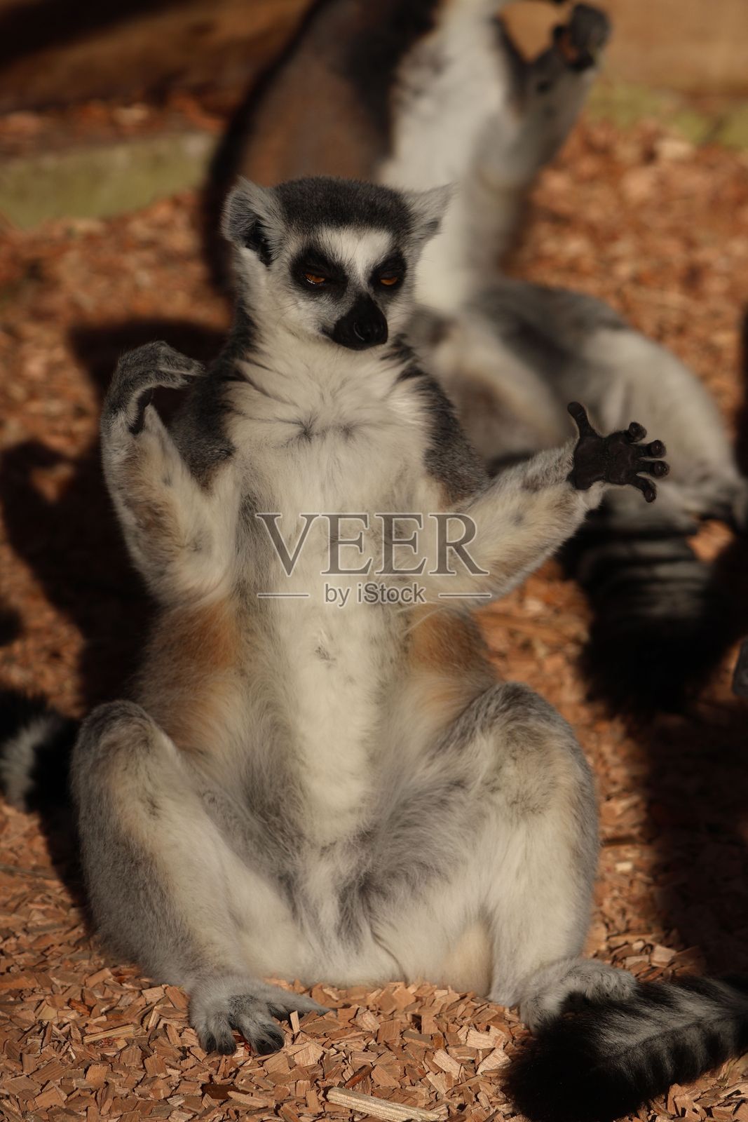 放松的狐猴在木屑上享受阳光。照片摄影图片