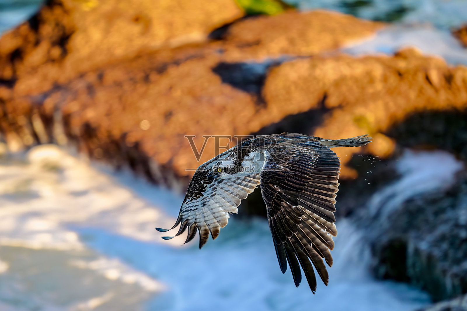 海鸥在拉荷亚的太平洋和岩石海岸线上翱翔照片摄影图片