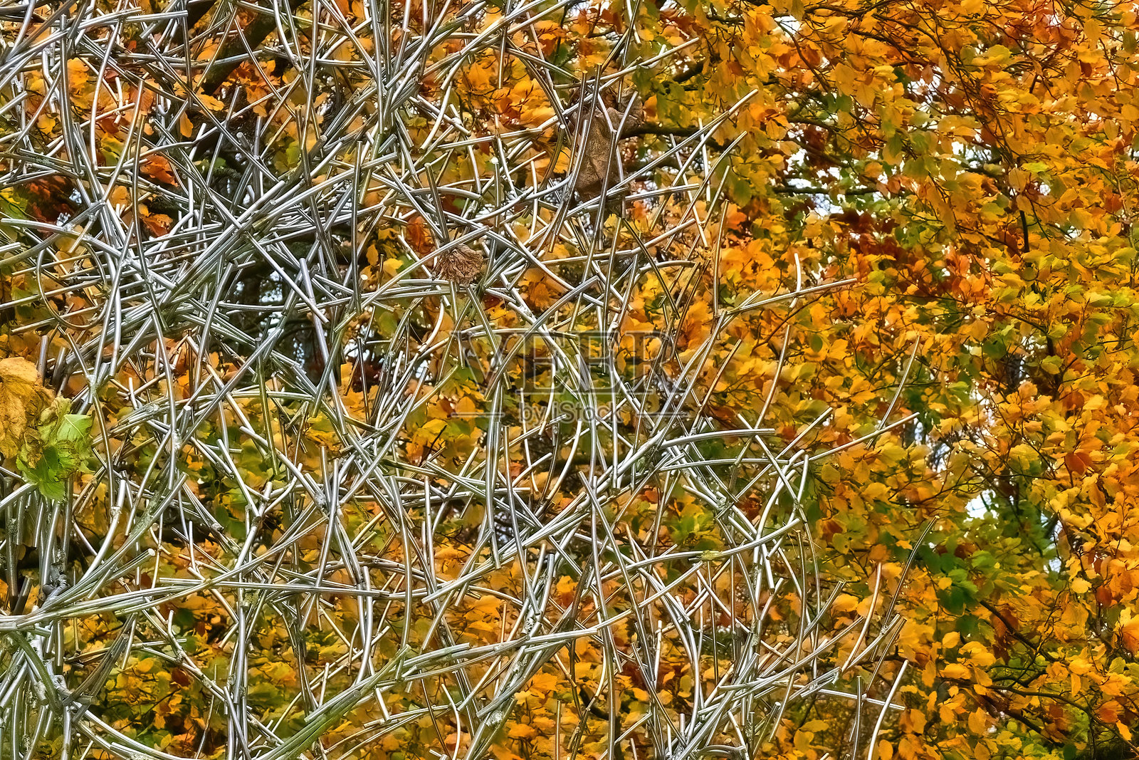 抽象的秋季背景。金属树和黄色的树叶。选择性焦点。照片摄影图片