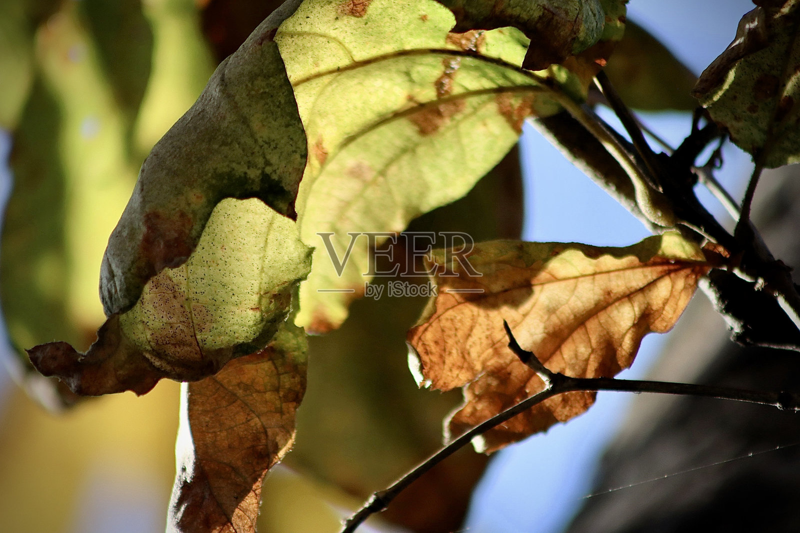 秋天照片摄影图片