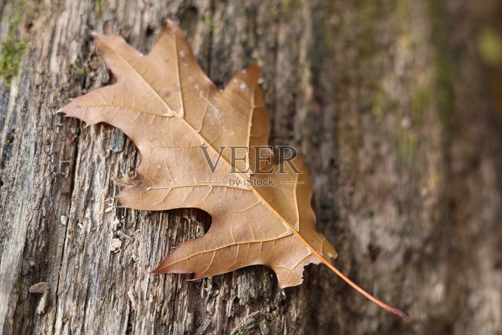 棕色秋季橡树叶静静地躺在古老的树干上照片摄影图片