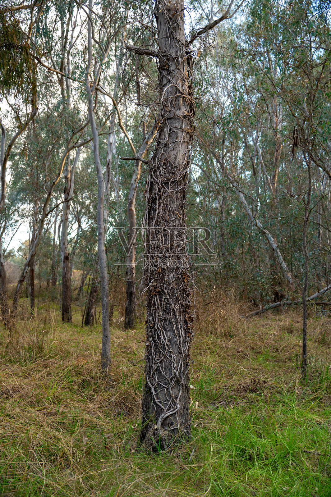 茂密灌木丛中的叶子照片摄影图片