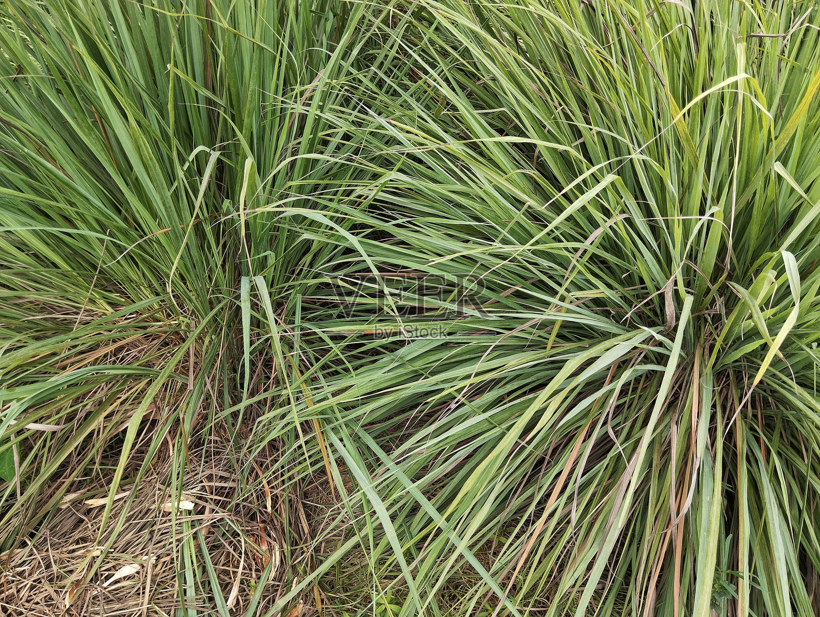 香茅（Cymbopogon citratus）在花园中的有机农场植物，食品成分照片摄影图片