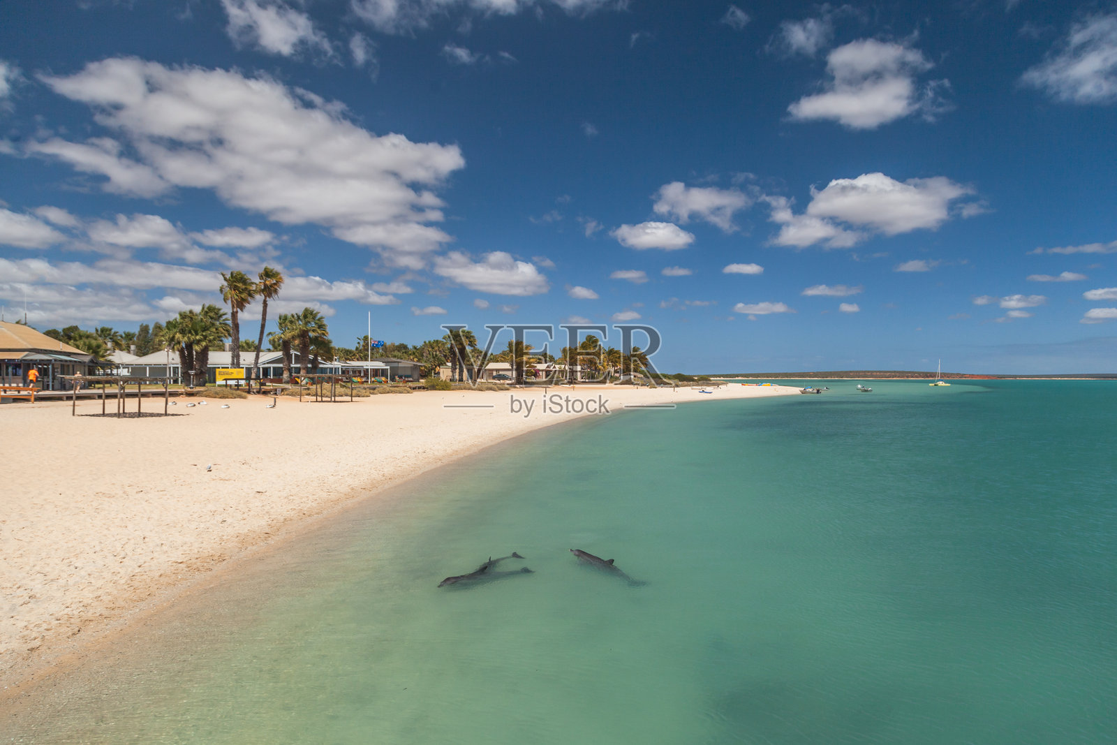 在阳光明媚的日子里，海豚在西澳大利亚鲨鱼湾清澈的水域中游泳照片摄影图片