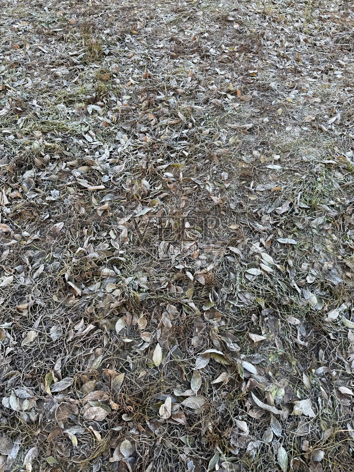 地面上的冰冷草叶照片摄影图片
