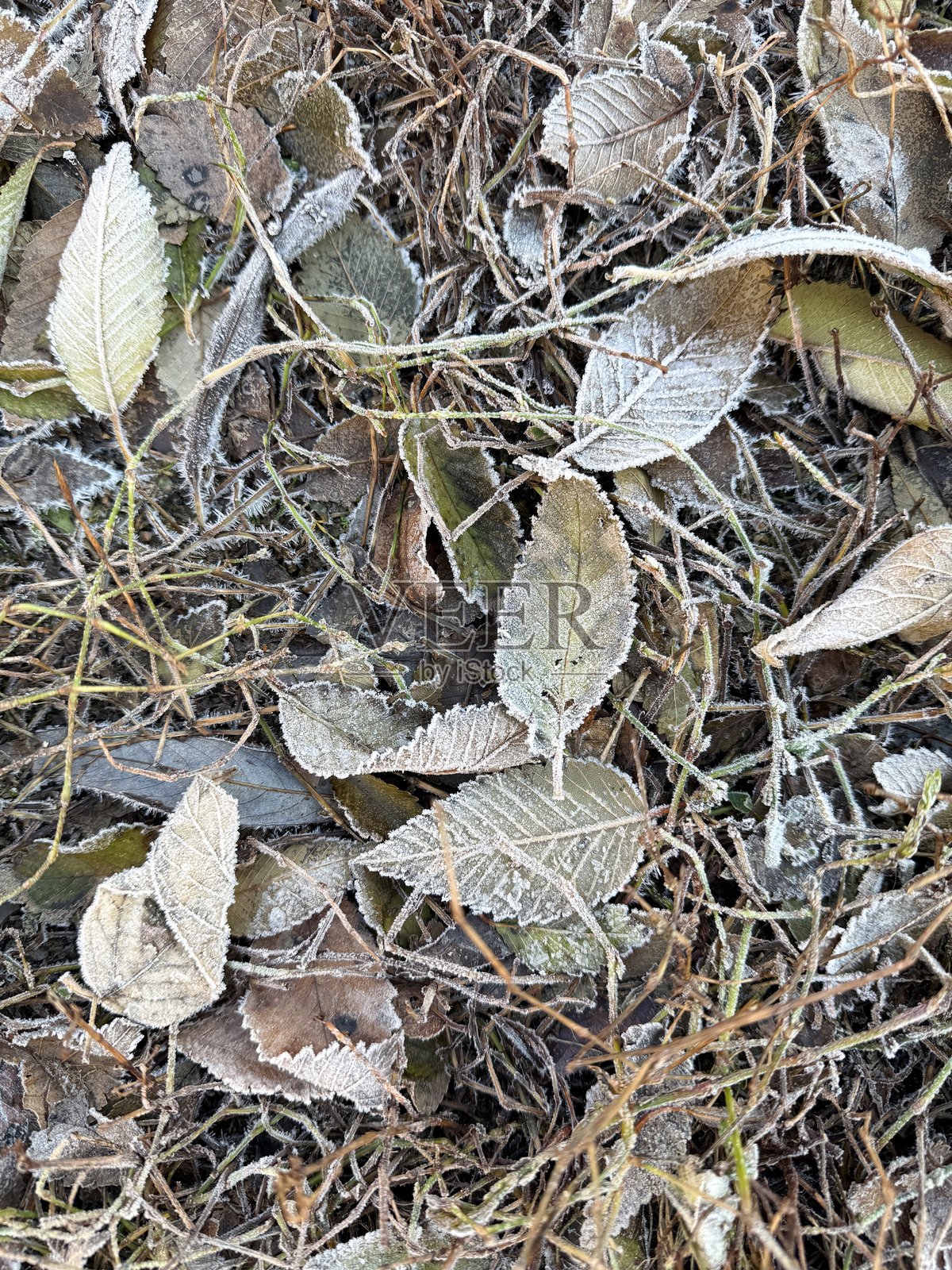 冰冷的草和地上的叶子特写照片摄影图片