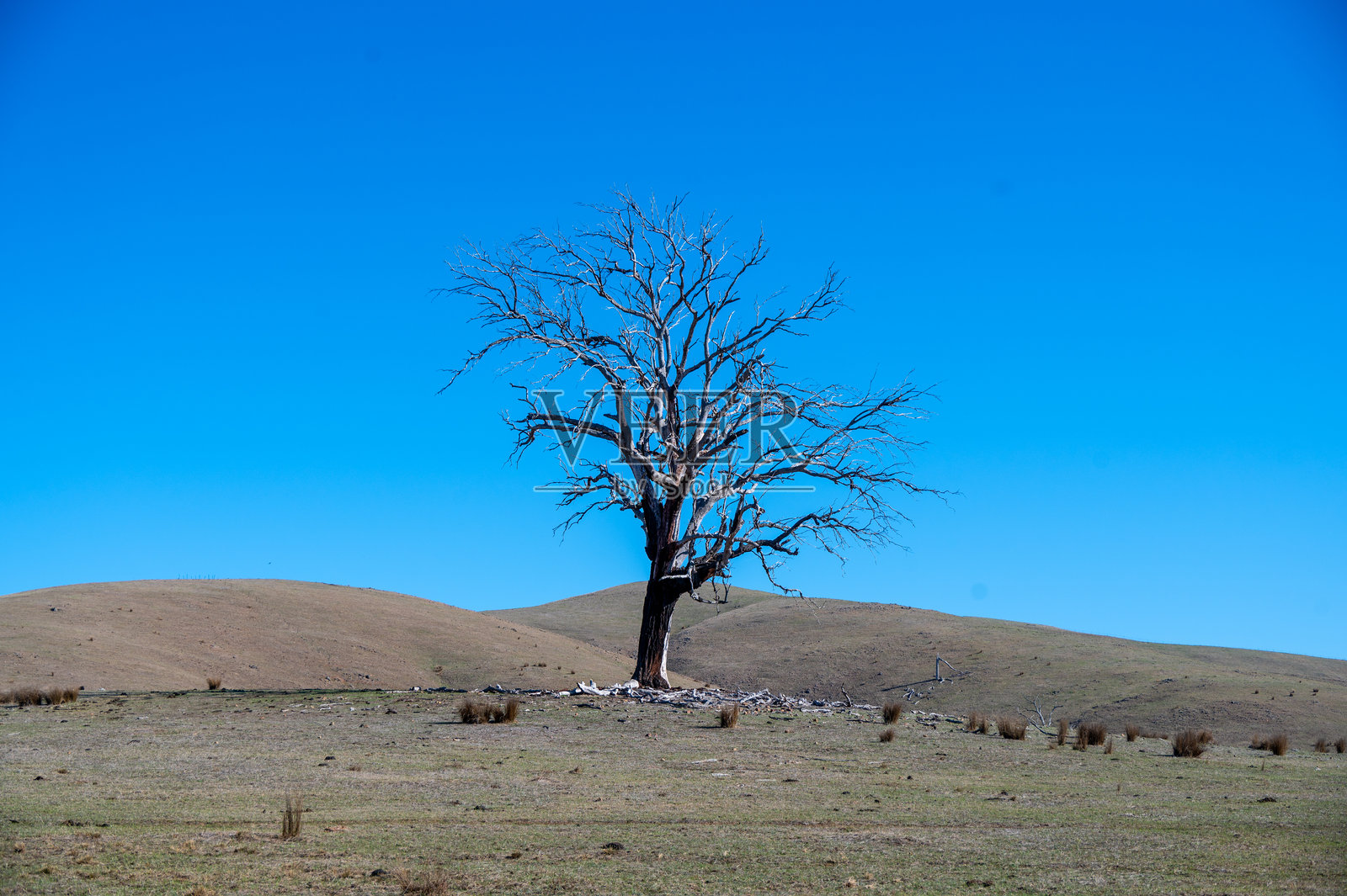 维多利亚乡村的枯树照片摄影图片
